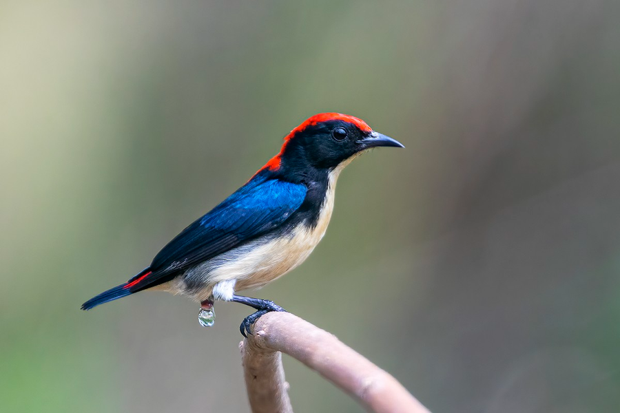 Chim sâu lưng đỏ (Dicaeum cruentatum) dài 8 - 9 cm, là loài định cư phổ biến trong cả nước.