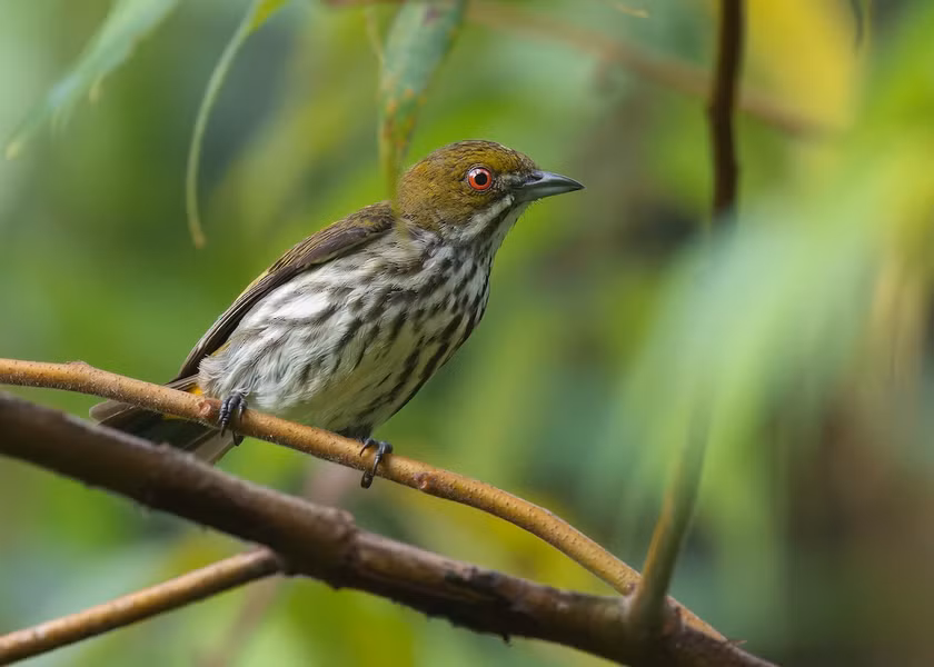 Chim sâu bụng vạch (Dicaeum chrysorrheum) dài 10 - 11 cm, là loài định cư tương đối phổ biến trong cả nước.