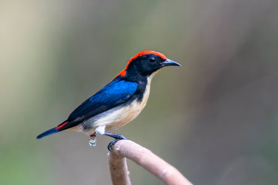 Chim sâu lưng đỏ (Dicaeum cruentatum) dài 8 - 9 cm, là loài định cư phổ biến trong cả nước.