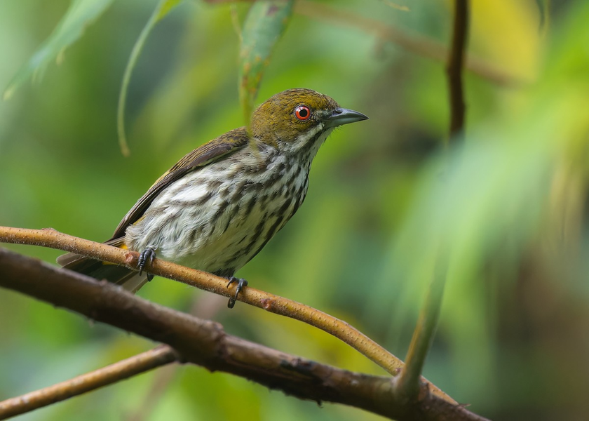 Chim sâu bụng vạch (Dicaeum chrysorrheum) dài 10 - 11 cm, là loài định cư tương đối phổ biến trong cả nước.