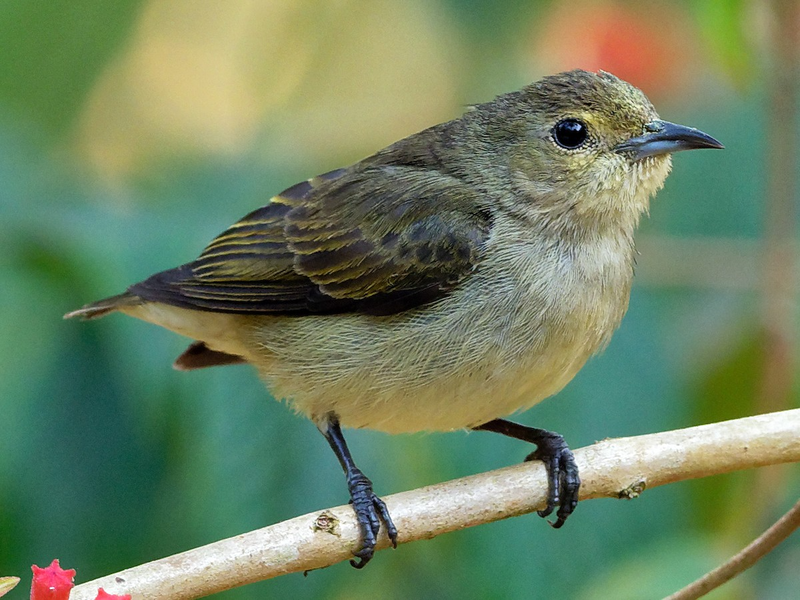Sinh cảnh của loài chim này là rừng lá rộng thường xanh nơi trống trải, rừng bán thường xanh và rừng rụng lá, phân bố lên đến độ cao 1.700m.