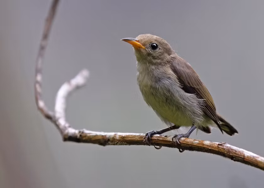 Chim sâu vàng lục (Dicaeum minullum) dài 8 - 9 cm, là loài định cư, tương đối phổ biến trong cả nước (trừ Nam Bộ), có thể gặp tại các VQG Hoàng Liên Sa Pa, Tam Đảo, Ba Vì, Cúc Phương, Bạch Mã.