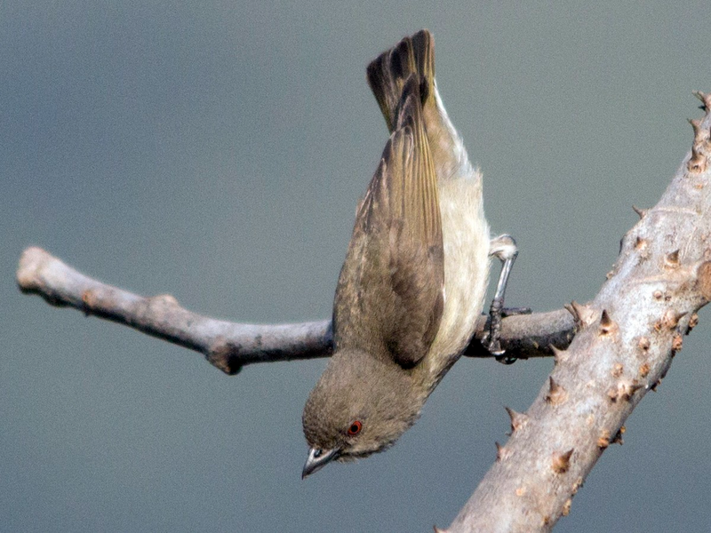 Chim sâu mỏ lớn (Dicaeum agile) dài 9 - 10cm, là loài định cư không phổ biến đến tương đối phổ biến tại Trung Bộ và Nam Bộ.