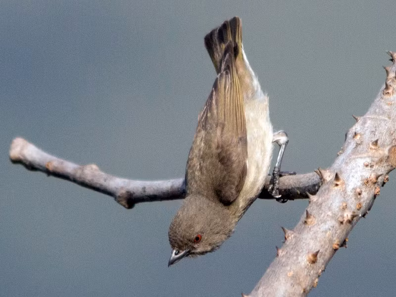 Chim sâu mỏ lớn (Dicaeum agile) dài 9 - 10cm, là loài định cư không phổ biến đến tương đối phổ biến tại Trung Bộ và Nam Bộ.