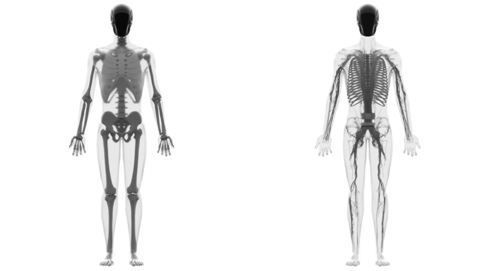 Thay vì thiết kế chuyển động quanh cấu trúc cứng nhắc, Clone Robotics mô phỏng giải phẫu con người bằng cách sử dụng cơ bắp mềm vận hành bằng nước. Hệ thống xương, cơ và mạch giống hệt con người. Điều này cho phép cử động và đi lại theo cách chân thật hơn.