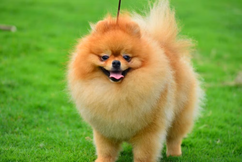  Vận may tài chính đang tăng lên, đương số sắp có nhiều cơ hội kiếm tiền nhờ vậy mà thu nhập được cải thiện.