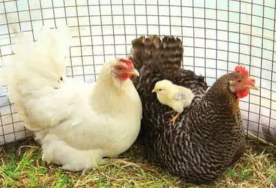 Tai sao ga mai khong noi gian khi trung cua minh bi lay mat?-Hinh-5