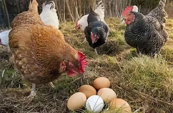 Tai sao ga mai khong noi gian khi trung cua minh bi lay mat?-Hinh-6