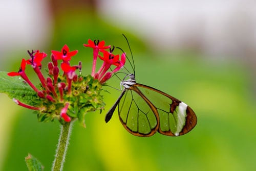 Bướm Glasswing hay bướm cánh gương (danh pháp khoa học: greta oto) là một loài bướm trong họ Nymphalidae, loài bướm từ lâu đã được biết tới trong tự nhiên là một trong những loài bướm kì dị nhất với đôi cánh trong suốt như pha lê.