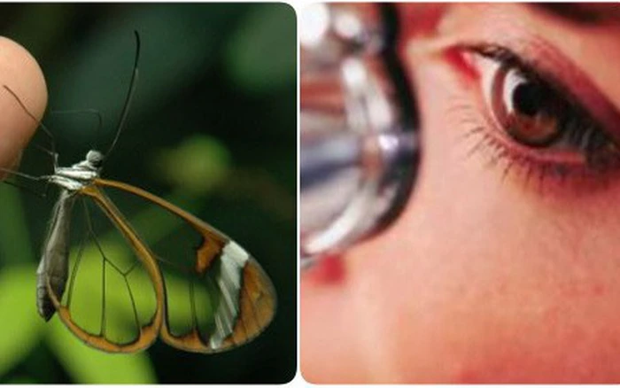 Các kỹ sư đã học hỏi và bắt chước các cấu trúc mô nano của cánh bướm trong cấy ghép mắt ở người mắc bệnh tăng nhãn áp.