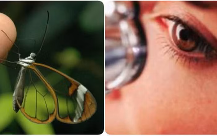 Các kỹ sư đã học hỏi và bắt chước các cấu trúc mô nano của cánh bướm trong cấy ghép mắt ở người mắc bệnh tăng nhãn áp.