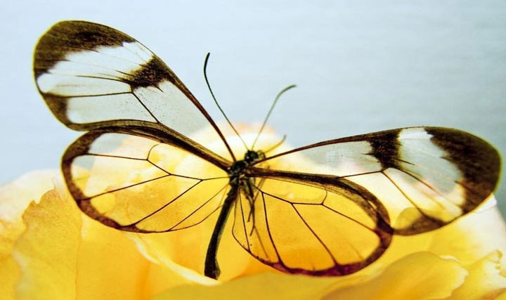 Nguyên nhân của hiện tượng cánh trong suốt này chính là nhờ cấu trúc bề mặt cánh của bướm Glasswing. Cánh loài bướm này có cấu trúc nano ngẫu nhiên, sắp xếp không theo một trật tự nhất định.