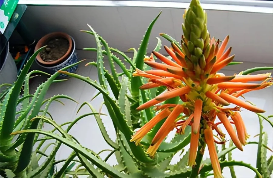 Nha đam (hay còn gọi là lô hội) là một trong những loại cây cảnh và dược liệu quen thuộc trong nhiều gia đình Việt. Được ưa chuộng nhờ khả năng thanh lọc không khí, dễ trồng và có nhiều công dụng làm đẹp, nha đam thường hiện diện trên ban công, sân thượng hay thậm chí là bậu cửa sổ.