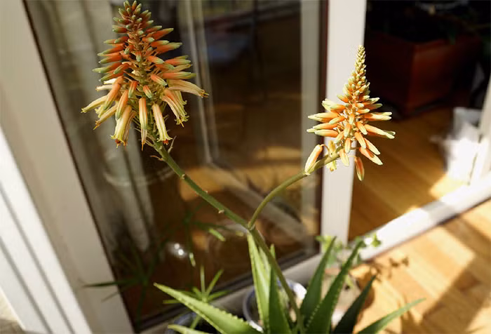  Trái với nhiều loài cây cảnh dễ nở hoa theo mùa, nha đam khá "kiệm lời" trong việc trổ bông. Để một cây nha đam ra hoa, cần hội tụ nhiều yếu tố: tuổi đời cây đủ lớn (thường từ 3 năm trở lên), điều kiện chăm sóc lý tưởng (ánh nắng tốt, đất tơi xốp, thoát nước tốt), và môi trường sống ổn định, gần với tự nhiên.