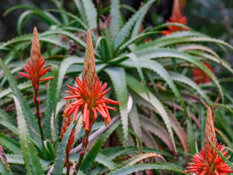 Một số người còn truyền tai nhau rằng: nếu thấy cây nha đam trong nhà đột nhiên nở hoa, hãy chuẩn bị tinh thần đón nhận tin vui - có thể là chuyện làm ăn thuận buồm xuôi gió, gia đình thêm thành viên hoặc sức khỏe hanh thông.