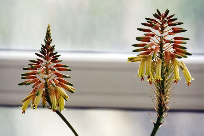 Nếu bạn tò mò hoặc đang nuôi hy vọng được một lần thấy cây nha đam mình trồng nở hoa, hãy tham khảo những bí quyết để có thể làm được điều này. Đầu tiên là chọn giống tốt, nên trồng nha đam giống to, có khả năng phát triển mạnh và đã qua vài năm tuổi. 