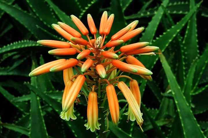 Từ góc nhìn khoa học, nha đam ra hoa chứng tỏ cây đang sinh trưởng tốt, khỏe mạnh và được chăm sóc đúng cách. Đây có thể xem là "phần thưởng" dành cho người trồng, khi nỗ lực chăm cây suốt nhiều năm cuối cùng được đền đáp bằng những bông hoa đẹp lạ thường.