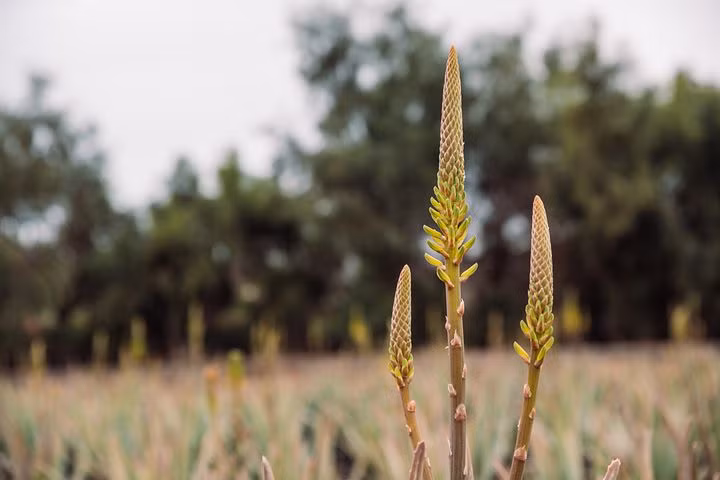 Nha đam ra hoa không chỉ là một cảnh tượng đẹp mắt mà còn mang theo nhiều tầng ý nghĩa – từ khoa học đến tâm linh. Dù bạn tin vào phong thủy hay không, thì việc nhìn thấy một cây nha đam ra hoa trong khu vườn nhỏ của mình vẫn luôn là một khoảnh khắc đáng nhớ. Có lẽ, đó chính là món quà nhỏ xinh mà thiên nhiên dành cho những ai đủ kiên nhẫn và yêu thương cây cối mỗi ngày.