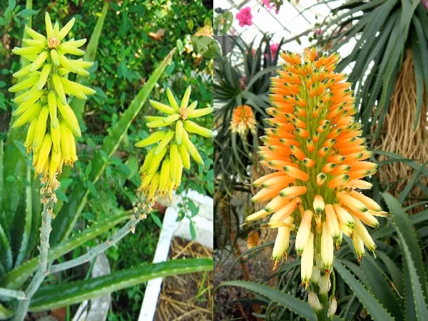 Dù là cây cảnh quen thuộc trong đời sống nhưng không phải ai cũng được chứng kiến cảnh tượng nha đam ra hoa. Đây được xem một hiện tượng hiếm gặp, là điềm báo cho sự may mắn và tốt lành. Vì sao nha đam ra hoa là hiện tượng hiếm gặp? 