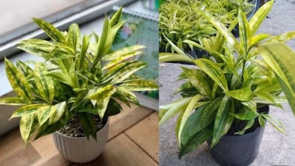 Nguoi menh Moc nen trong cay truc nhat de thu hut tai khi-Hinh-3