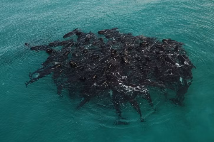 Hanh dong la cua dan ca voi hoa tieu truoc khi mac can o Tay Uc-Hinh-3