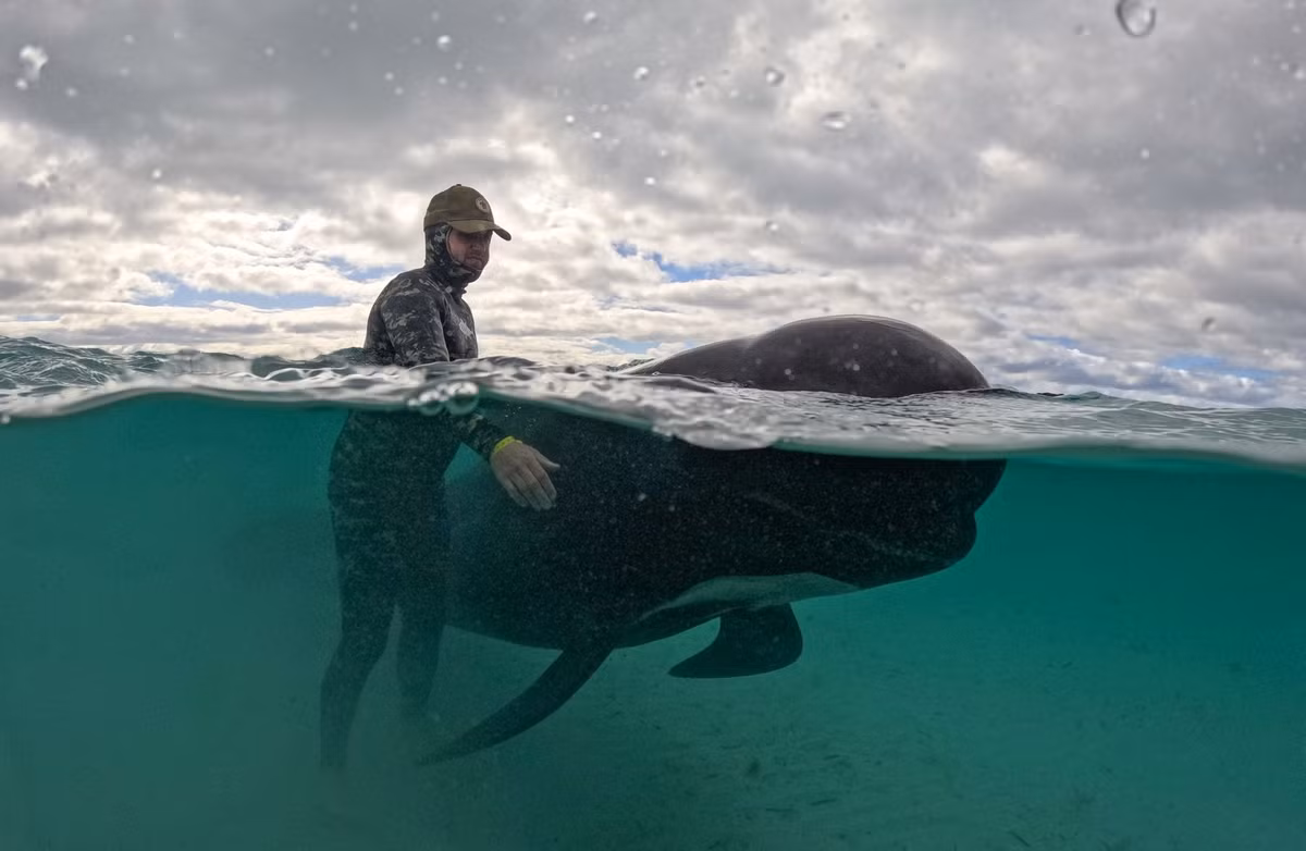 Hanh dong la cua dan ca voi hoa tieu truoc khi mac can o Tay Uc-Hinh-2