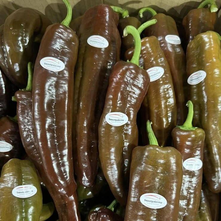 Ớt “khổng lồ” có hương vị ngọt ngào như trái cây hơn 100 nghìn/kg Ot “khong lo” co huong vi ngot ngao nhu trai cay hon 100 nghin/kg