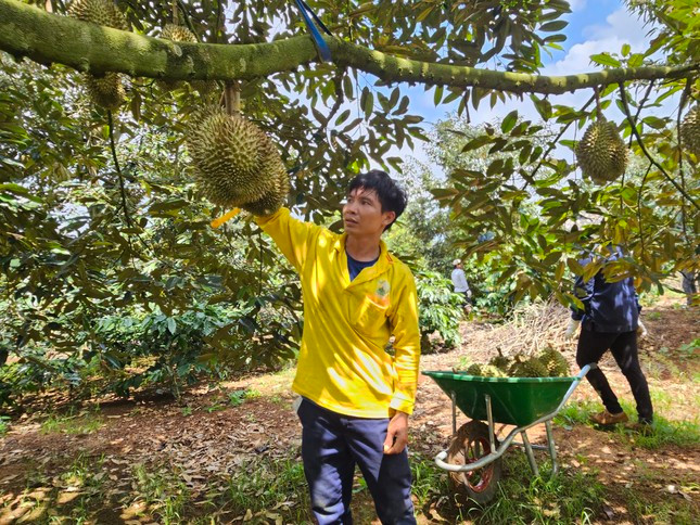 Thuong lai chon tung qua bo hang dat, sau rieng “rot gia”-Hinh-3