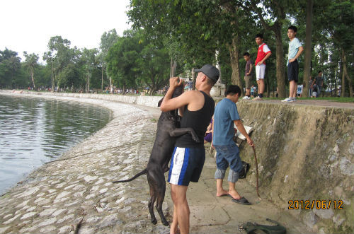 Theo một số người nuôi loại chó này, dù hung dữ với đồng loại và những con vật khác nhưng Pitbull lại cực kỳ thân thiện và gần gũi với con người. Chúng rất tận tụy và trung thành với chủ nhân, nhưng sẽ rất nguy hiểm nếu ai đó chọc tức hoặc có ý định đe dọa chủ nó.