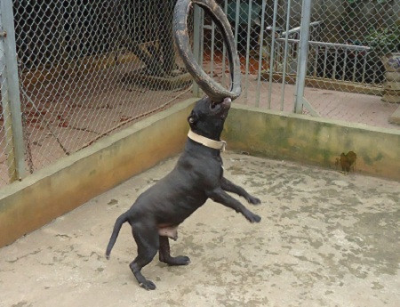 Để Pitbull có hàm cứng cáp, nướu dẻo như cao su, cơ bắp săn chắc, chủ nhân của nó xây dựng một hệ thống bài tập tổng hợp cực kỳ nghiêm ngặt. Một đoạn dây cao su to được treo lên trần nhà, chú chó nhảy lên táp rồi cứ thế treo lơ lửng, tiếp đến phải xé dừa khô, cắn cây chuối...