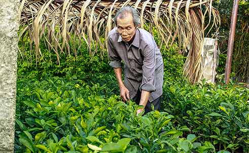 Ông Đặng Văn Rô được mệnh danh là "vua bưởi da xanh Việt Nam"