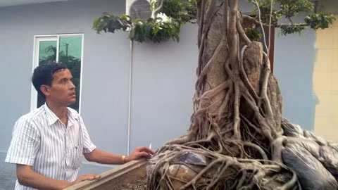 Ở đất Thủy Nguyên, Hải Phòng, người ta cũng biết đến cái tên Vũ Văn Miện, đại gia hiện đang sở hữu cây cảnh gần giống "siêu cây triệu đô" - Mâm xôi con gà.