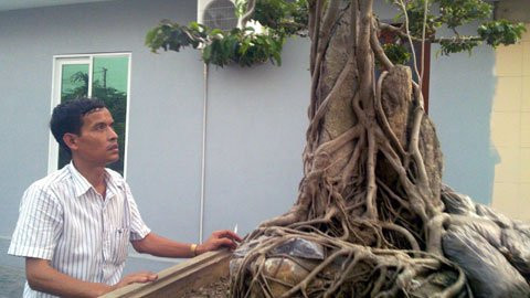 Ở đất Thủy Nguyên, Hải Phòng, người ta cũng biết đến cái tên Vũ Văn Miện, đại gia hiện đang sở hữu cây cảnh gần giống "siêu cây triệu đô" - Mâm xôi con gà.