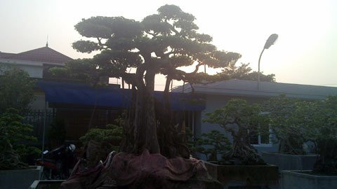 Trong những năm qua, số tiền mà đại gia này đầu tư vào cây cảnh cũng lên tới gần 20 tỷ đồng để đổi lấy chừng 6 - 7 chục tác phẩm cây cảnh. Cây cảnh "nặng ký" nhất trong vườn cây tiền tỷ của ông Miện hiện đang có giá 3 - 4 tỷ đồng; cây thấp nhất giá cũng vài trăm triệu.