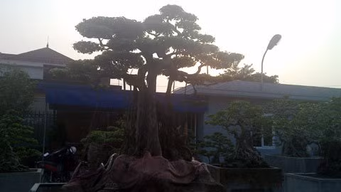 Trong những năm qua, số tiền mà đại gia này đầu tư vào cây cảnh cũng lên tới gần 20 tỷ đồng để đổi lấy chừng 6 - 7 chục tác phẩm cây cảnh. Cây cảnh "nặng ký" nhất trong vườn cây tiền tỷ của ông Miện hiện đang có giá 3 - 4 tỷ đồng; cây thấp nhất giá cũng vài trăm triệu.