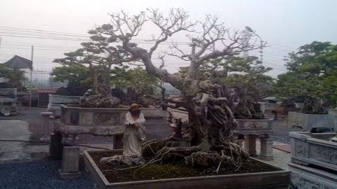 Vũ Văn Miện là đại gia kinh doanh than đất Thủy Nguyên, mới "vào ngạch cây" từ năm 2010 nhưng là người "mạnh tay" dám chi tiền với những cây cảnh già, đẹp mà ông được người ta mách bảo.