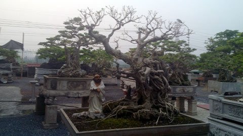 Vũ Văn Miện là đại gia kinh doanh than đất Thủy Nguyên, mới "vào ngạch cây" từ năm 2010 nhưng là người "mạnh tay" dám chi tiền với những cây cảnh già, đẹp mà ông được người ta mách bảo.