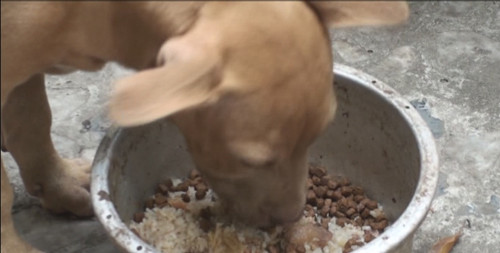 Chế độ ăn của Pitbull cũng phải được chú trọng. Do Pitbull phải vận động mạnh nên ăn rất nhiều đạm. Loại thịt mà loài chó này thích nhất là thịt bò, mỗi bữa Pitbull có thể ăn đến cả cân thịt bò.