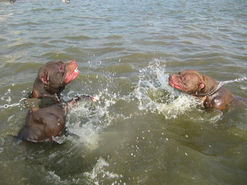 Ngoài bơi, chó Pitbull còn phải thường xuyên luyện tập những bài tập dẻo dai khác để tăng cường sức khỏe.