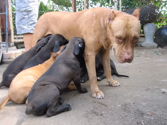 Pitbull có thể tỏ ra hung dữ nhưng lại có "tình mẫu tử" sâu sắc với đàn con của nó.