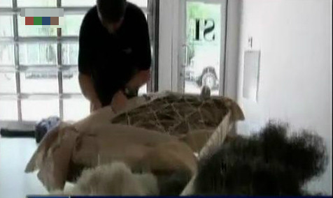 32 kg lông đuôi ngựa Nam Mỹ đã được dùng làm đệm để vừa chống nóng, vừa hút ẩm, lại đuổi được bọ. Những chiếc lông đuôi này được xé bằng tay và bọc trong len cashmere của Mông Cổ.