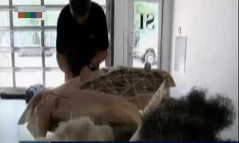 32 kg lông đuôi ngựa Nam Mỹ đã được dùng làm đệm để vừa chống nóng, vừa hút ẩm, lại đuổi được bọ. Những chiếc lông đuôi này được xé bằng tay và bọc trong len cashmere của Mông Cổ.