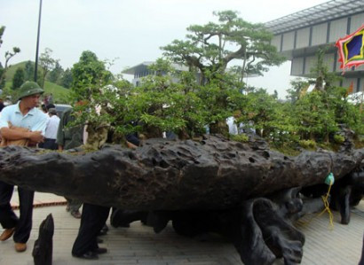 Siêu phẩm có tên "Chiến thắng Bạch Đằng" của đại gia Thịnh có giá 3 triệu USD, tức gần 60 tỷ đồng. Đại gia Thịnh đã mất công tìm kiếm cả năm trời để mua được 5 cây lũa sao đen đều thuộc hàng lớn nhất Việt Nam với giá hàng tỷ đồng. Sau đó, ông Thịnh đã thuê một xưởng rộng cùng hơn chục nghệ nhân tạo tác lũa và chăm sóc, tỉa tót cây cảnh. Cứ mỗi tác phẩm hoàn thiện ở TP.HCM, ông Thịnh lại cho xe tải cỡ lớn chở ra Bắc. Hành trình chở mỗi tác phẩm phải mất nửa tháng trời.