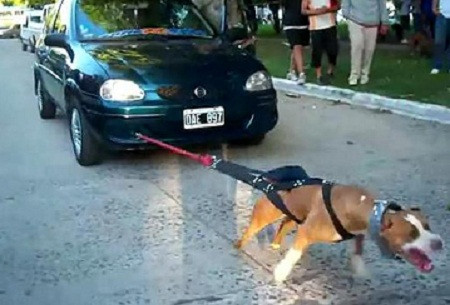 Theo tiết lộ của chủ trại chó Ngọc Thụy (Long Biên, Hà Nội), một chú Pitbull có "số má" có thể kéo cả chiếc ô tô 4 bánh chẳng khác gì một lực sĩ hạng nặng. Để luyện tập sức khỏe, Pitbull phải đeo chiếc xích to bằng cổ tay, tương đương trọng lượng cơ thể. Chiếc xích có thể nặng đến 40kg nhưng Pitbull vẫn nhấc lên nhẹ nhàng.