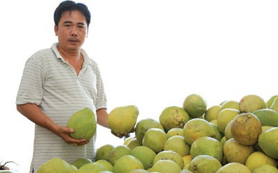 "Vua bưởi Hà thành" - Nguyễn Hữu Thiện