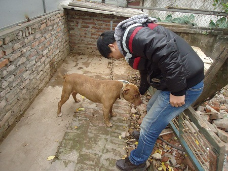 Pitbull là loài chó chọi có gốc gác ở châu Mỹ xa xôi và đang được nuôi nhiều ở Việt Nam để làm chó cảnh. Nhưng nuôi loài chó vốn nổi tiếng với biệt danh "hung thần" của các loài chó chọi không hề đơn giản.