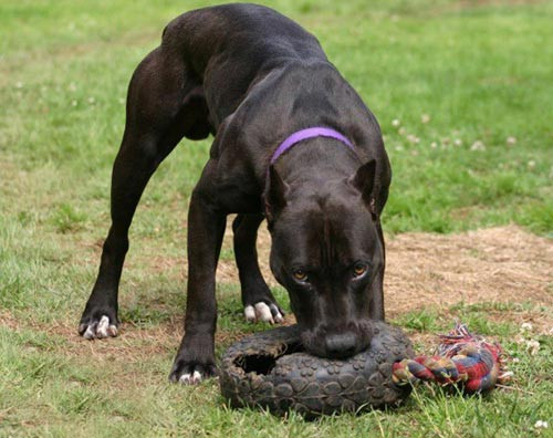 Sự nguy hiểm và ham mồi của giống chó này thể hiện ở chỗ, đã ngoạm vật gì thì chỉ khi vật đó bị đứt lìa nó mới nhả ra và chuyển sang ngoạm chỗ khác. Vết thương để lại sẽ rất sâu và rộng vì hàm răng của chúng rất dài, sắc nhọn, nhẹ có thể mang tật, nặng có thể mất mạng.