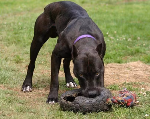 Sự nguy hiểm và ham mồi của giống chó này thể hiện ở chỗ, đã ngoạm vật gì thì chỉ khi vật đó bị đứt lìa nó mới nhả ra và chuyển sang ngoạm chỗ khác. Vết thương để lại sẽ rất sâu và rộng vì hàm răng của chúng rất dài, sắc nhọn, nhẹ có thể mang tật, nặng có thể mất mạng.