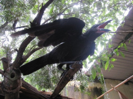 Đến trang trại của Tuấn "trắng", người ta không chỉ được xem những con Pitbull oai hùng, khôn ngoan mà còn được chiêm ngưỡng nhiều loại chim, thú khác. Song, với Tuấn "trắng" thì tất cả những loài chim, thú anh chơi phải là những loài có cá tính. Sau nhiều năm nuôi dưỡng, huấn luyện, bầy quạ của Tuấn "trắng" có thể nói chuyện với anh khi vợ, con anh vắng nhà. Và khi anh muốn vui, quạ lại có thể... hát cho anh nghe bài quốc ca Việt Nam.