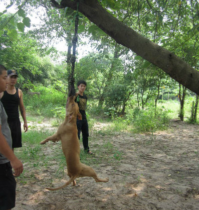 Một con Pitbull bình thường có thể cắn vào một vật và đu mình 30 phút không biết mệt mỏi.